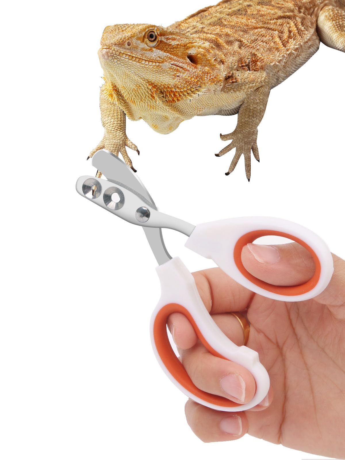 Stainless Steel Bearded Dragon Nail Clippers,Lizard Nail Clippers,Bearded Dragon Supplies,Bearded Dragon Nail Scissors for Small