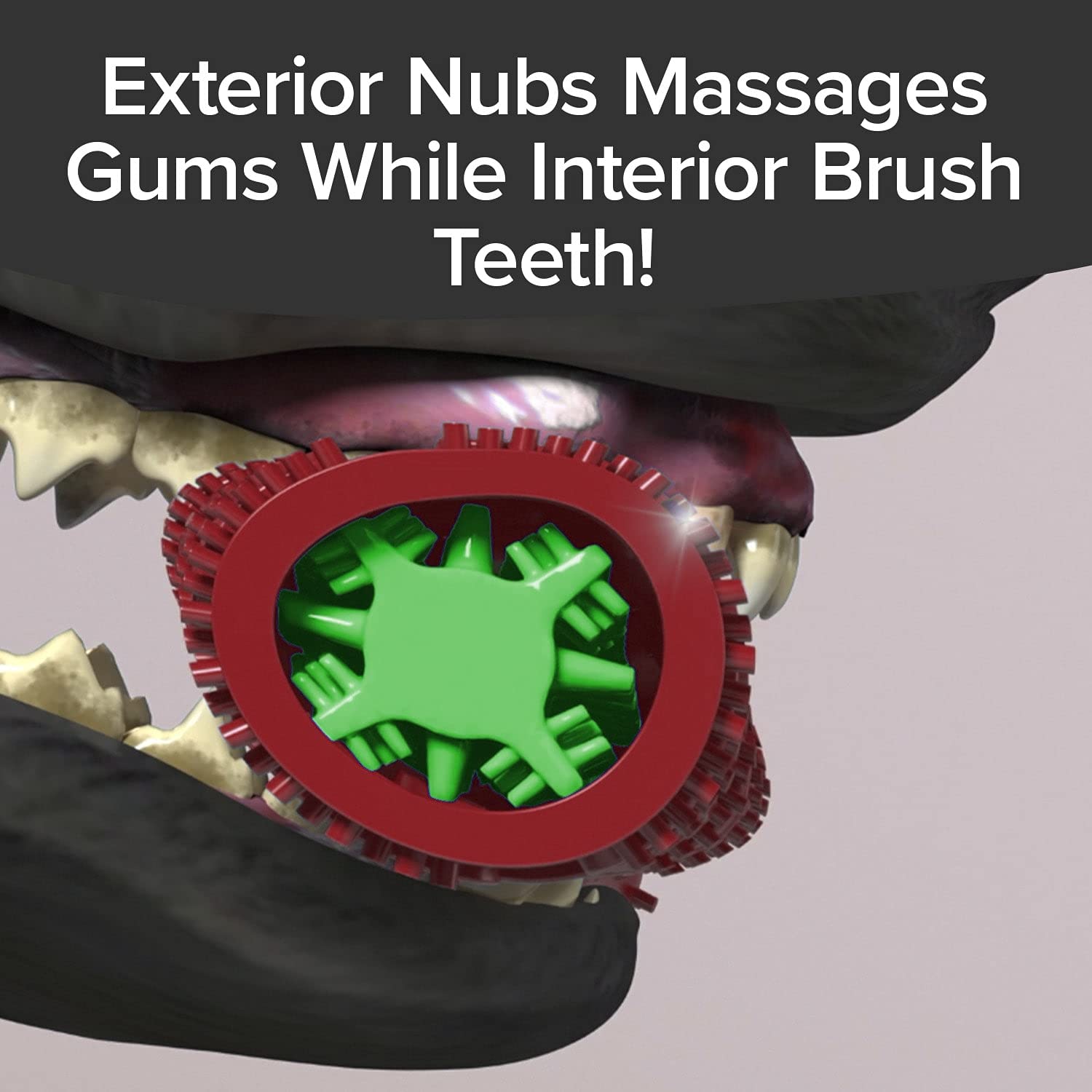 BulbHead Bonanza Toothbrush for Dogs - Plaque & Tartar Remover, 8 x 2, Infused with Real Flavor, 3 Pack, Brush Bone Bacon