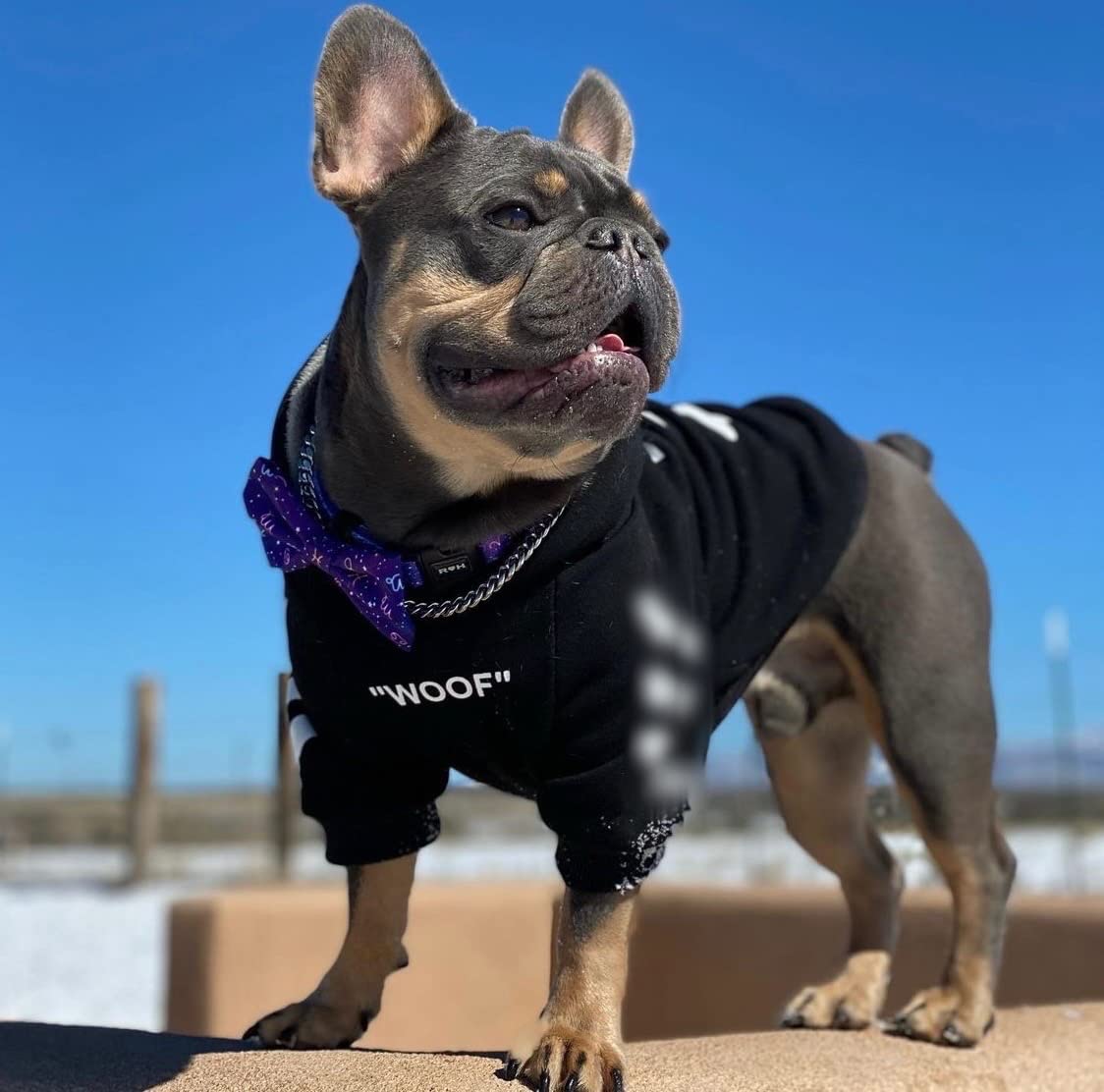 Chochocho Stylish Dog Hoodie Dog Clothes Streetwear Cotton Sweatshirt Fashion Outfit For Dogs Cats Puppy Small Medium Large (5Xl