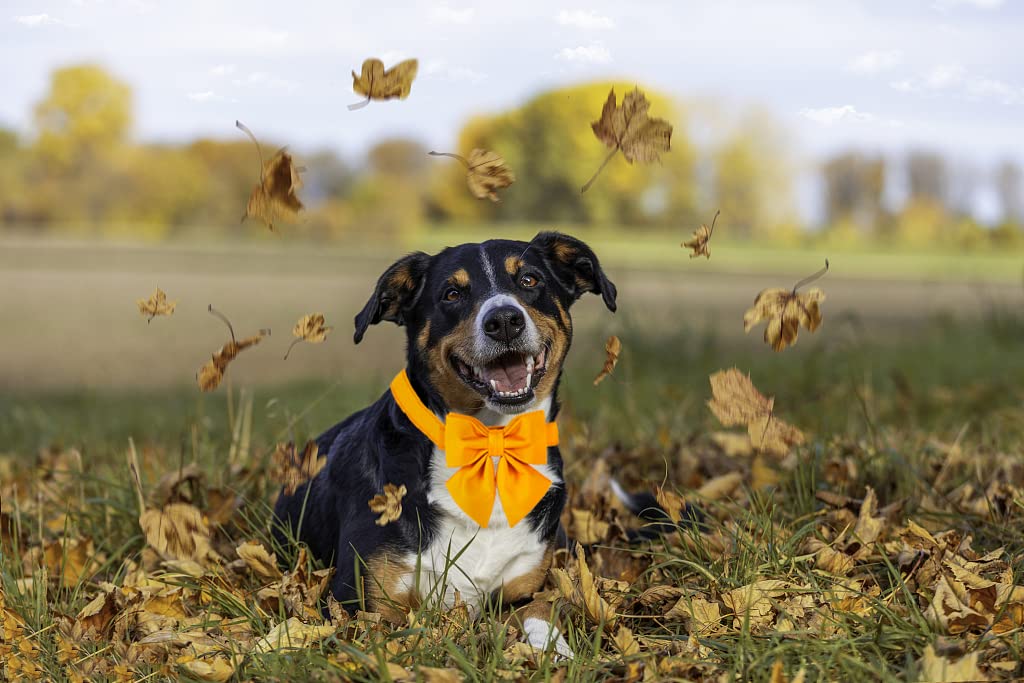 Maca Bates Dog Collar With Bow Bowtie For Dogs Solid Colors Sailor Bow Tie Adjustable Breakaway Yellow Collars Accessories Birth