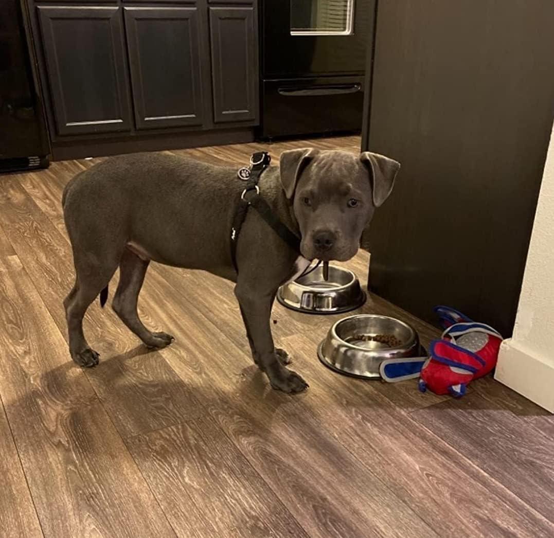 Pupteck No Pull Dog Harness Soft Adjustable Basic Nylon Step In Puppy Vest Outdoor Walking With Id Tag