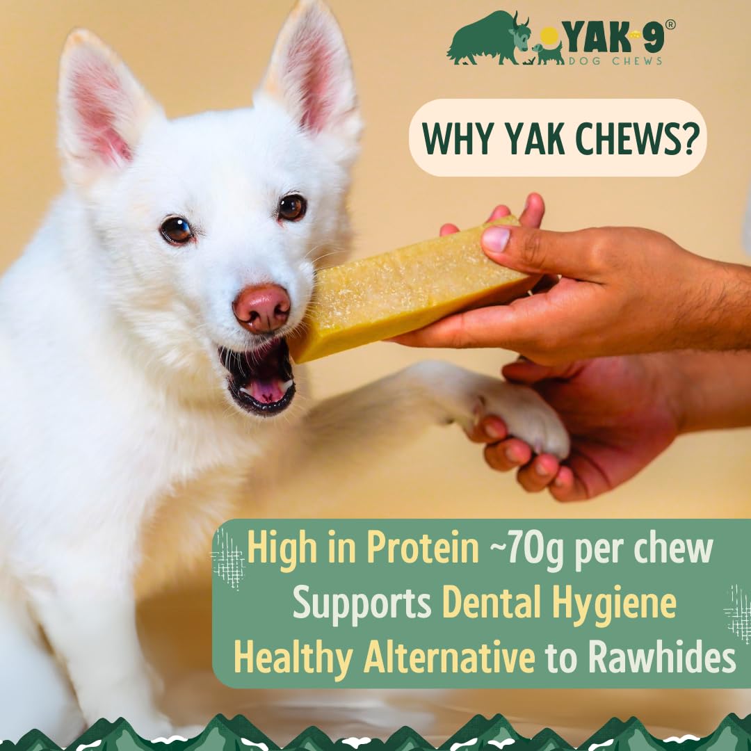 YAK-9 Cheese Dog Chews, High Protein Treats, Natural, Rawhide Free, Long Lasting with Vitamins & Minerals, Medium Size, Honey, 1