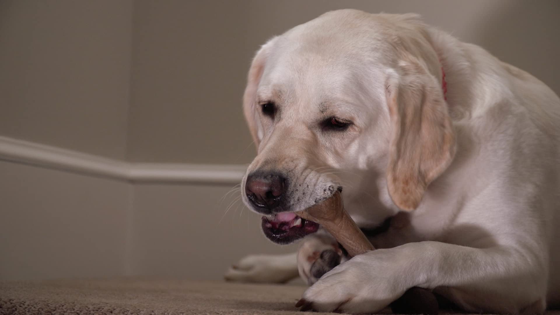 Hero Bonetics?Femur Bone Dog Chew Toy Medium / Peanut Butter