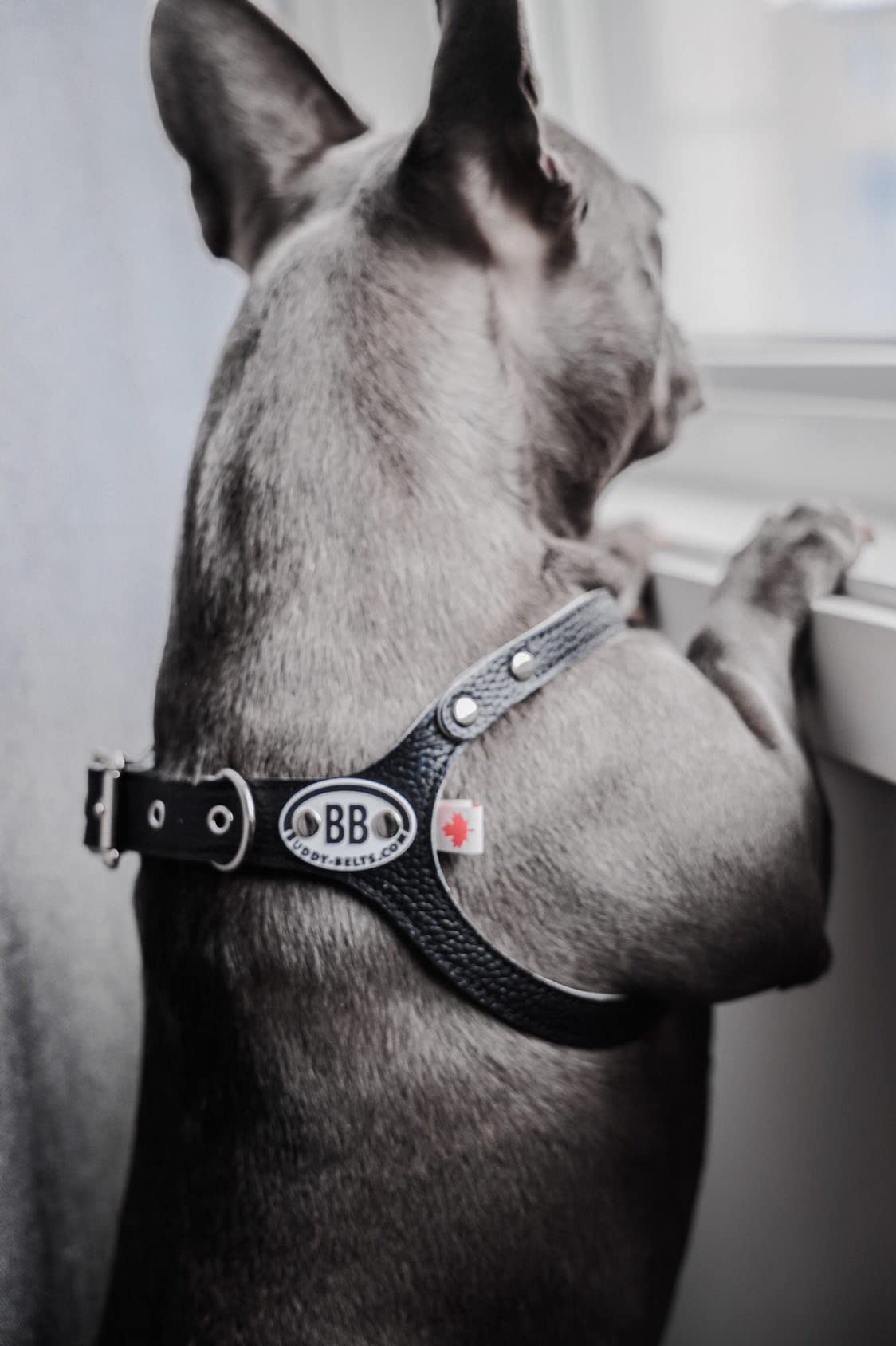 BUDDY BELT Premium Leather Harness - Pebble Grain Black, Size 7