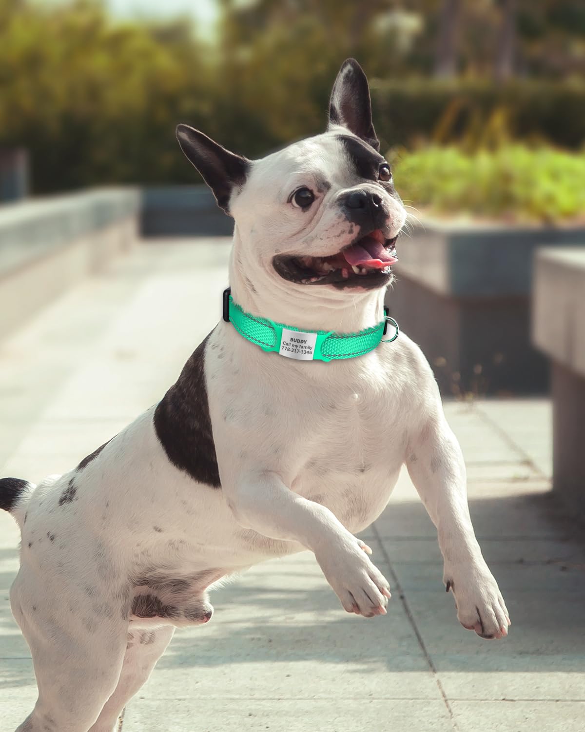 Tagme Reflective Nylon Dog Collars, Adjustable Classic Dog Collar With Quick Release Buckle For Small Dogs, Turquoise, 3/4' Width