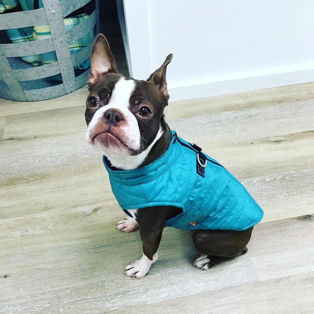 Gooby Puffer Vest Dog Jacket - Turquoise, Medium - Ultra Thin Zip Up Wind Breaker With Dual D Ring Leash - Water Resistant Small Dog Sweater Coat - Dog Clothes For Small Dogs Boy Or Medium Dogs