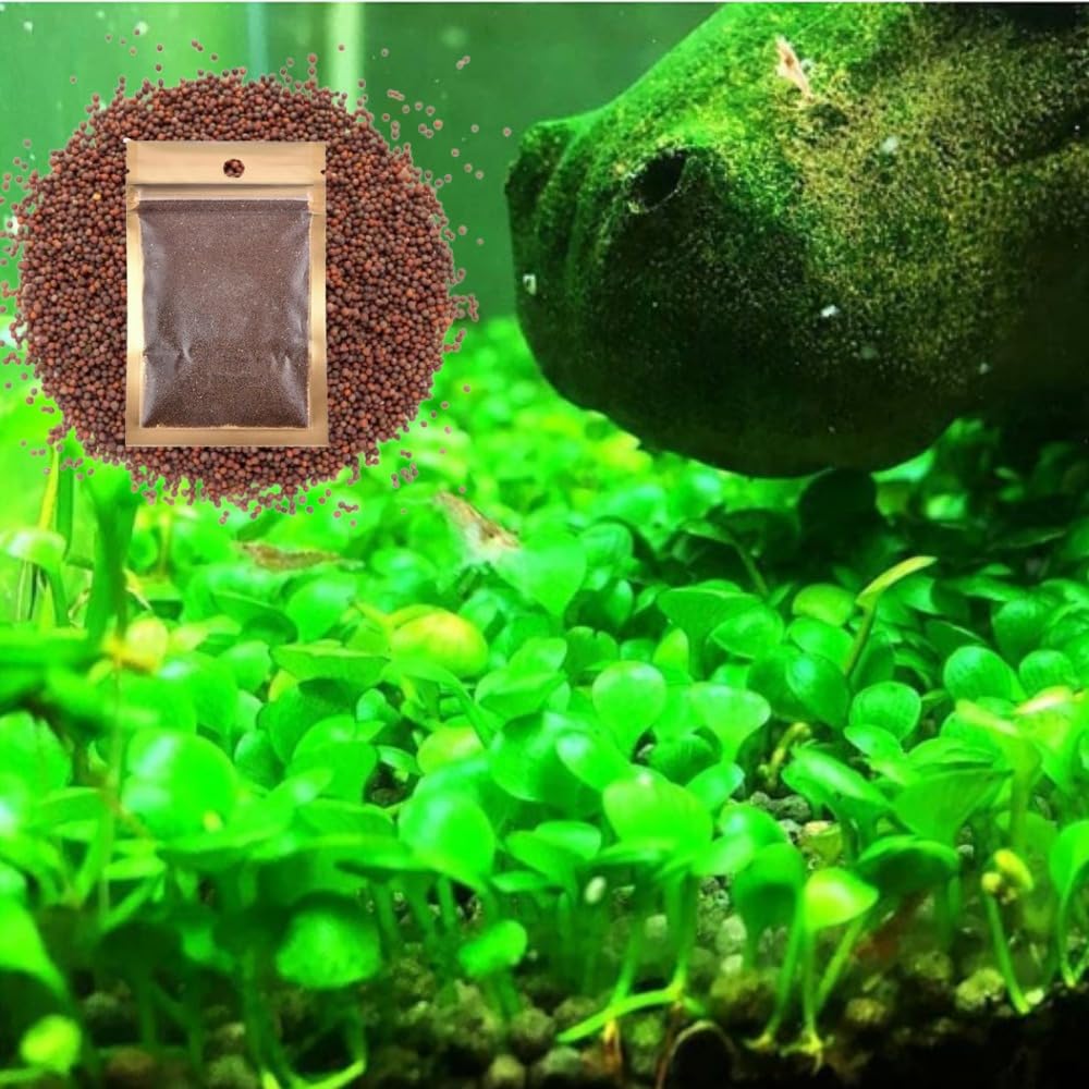 Generic Fresh Water Live Aquarium Plant Seeds, Easy Growing, Dwarf Carpet Decor for Fish Tank/Terrarium - 1 Pack (Lucky Grass)