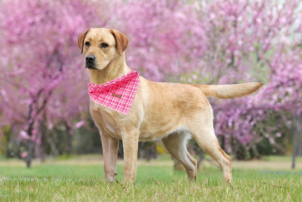 Lionheart Pink Plaid Dog Bandana - Washable Soft Dog Scarf, Square, Adjustable Bandana For Small Dogs