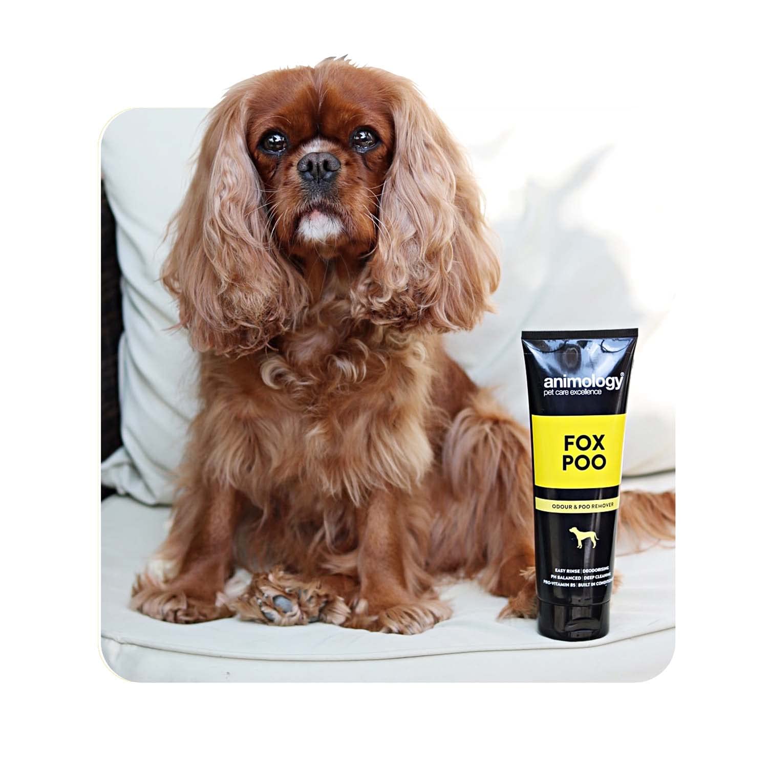 Animology Dog Fox Poo Shampoo 250Ml