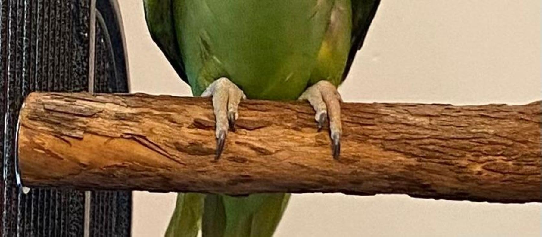 Polly'S Hardwood Bird Perch, Large