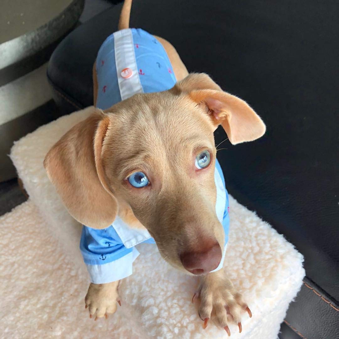 Parisian Pet Dog Clothes Cat Apparel Outfits Anchor Shirt & Hanky, M