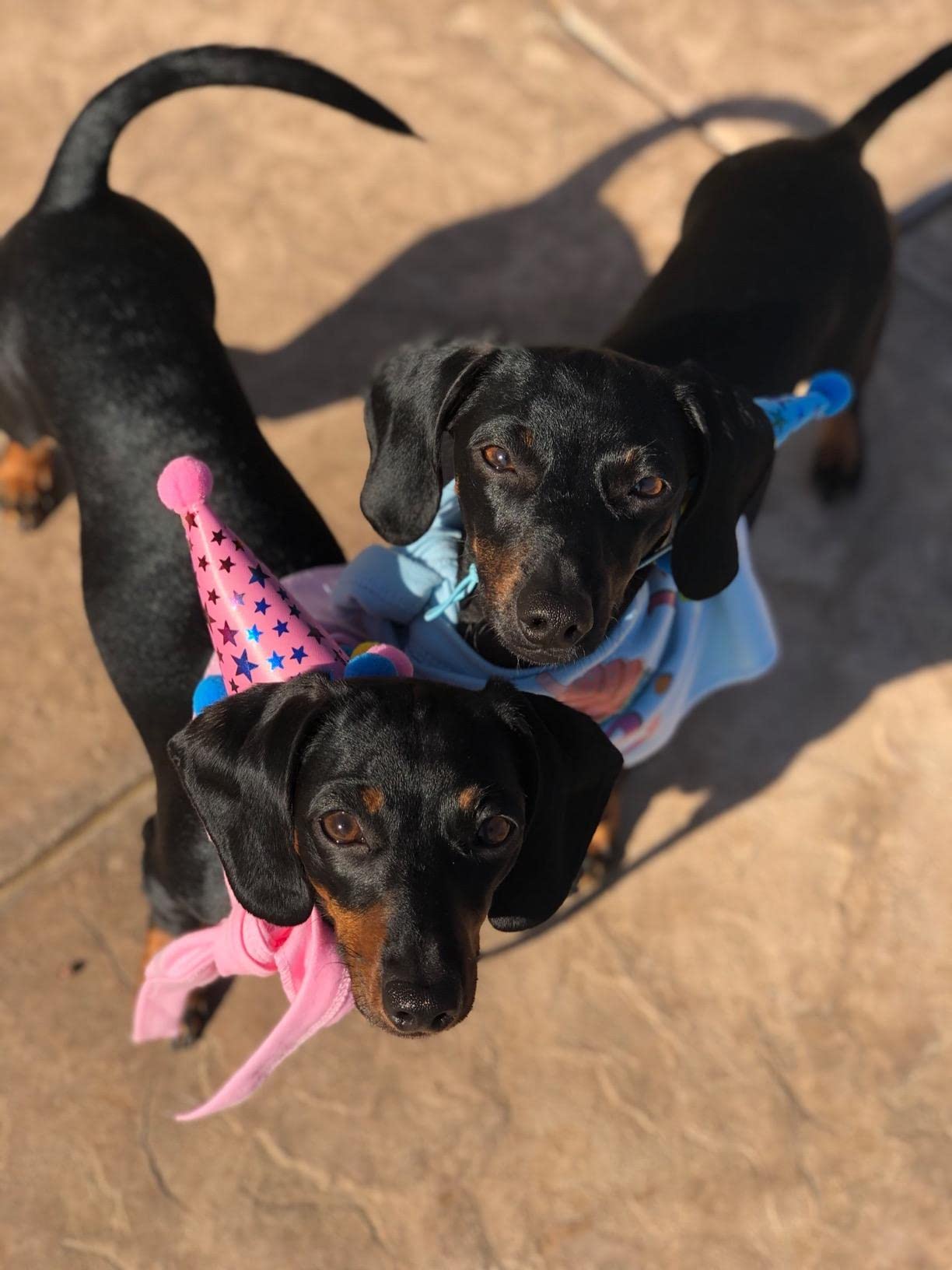 Pupteck Dog Birthday Bandana Scarfs With Cute Doggie Birthday Party Hat