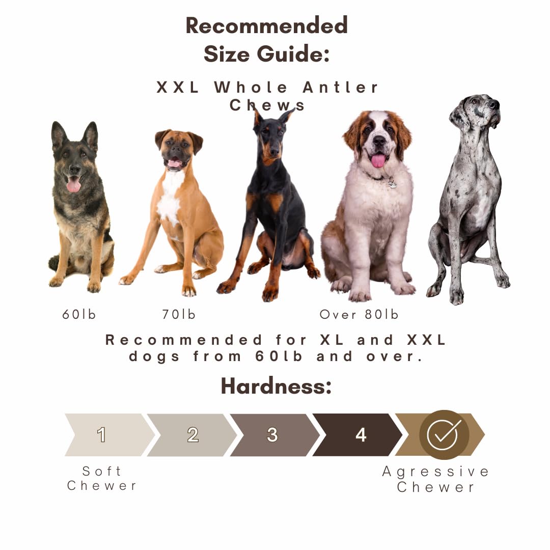 WhiteTail Naturals | Red Deer Antlers for Extra Large Dogs - (Jumbo-XXL) - Naturally Shed, Long Lasting Chew Bone for Aggressive
