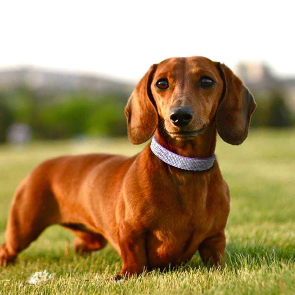 Haoyueer Rhinestone Dog Collar, Cute Dazzling Sparkling Soft Suede Leather Dog Cat Rhinestone Collar Crystal Diamond Pet Dog Puppy Collar(Blue,L 38-46 Cm)
