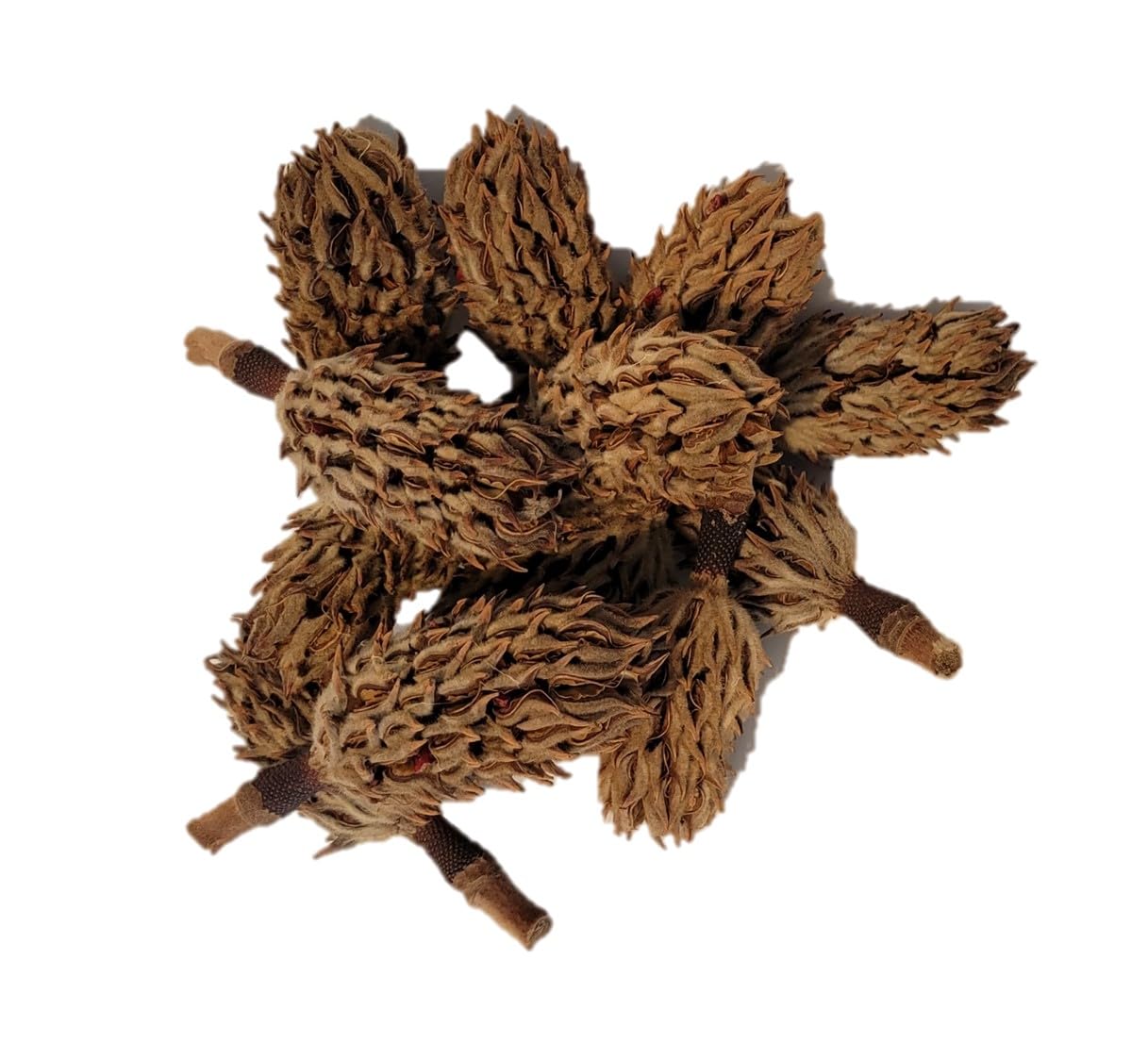 Magnolia Seed Pods, 12 Pack For Bioactive Enclosures, Terrariums, Aquariums, Reptiles, Amphibians, Isopods