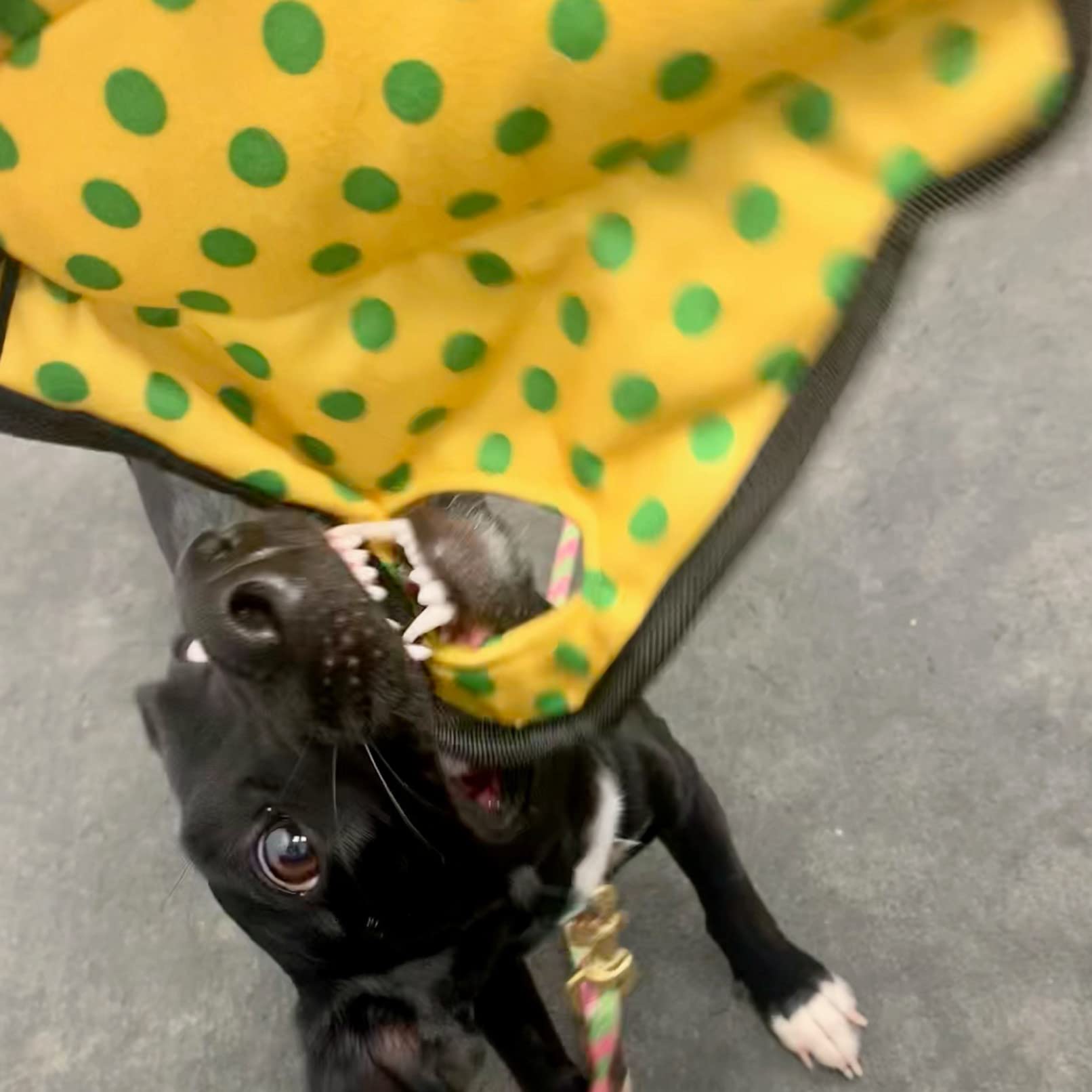 Smartpetlove Snuggle Puppy Tender-Tuffs - Yellow Stingray Tug Of War Plush Dog Toy - Great For Play And Interaction With Puncture Resistant Squeaker