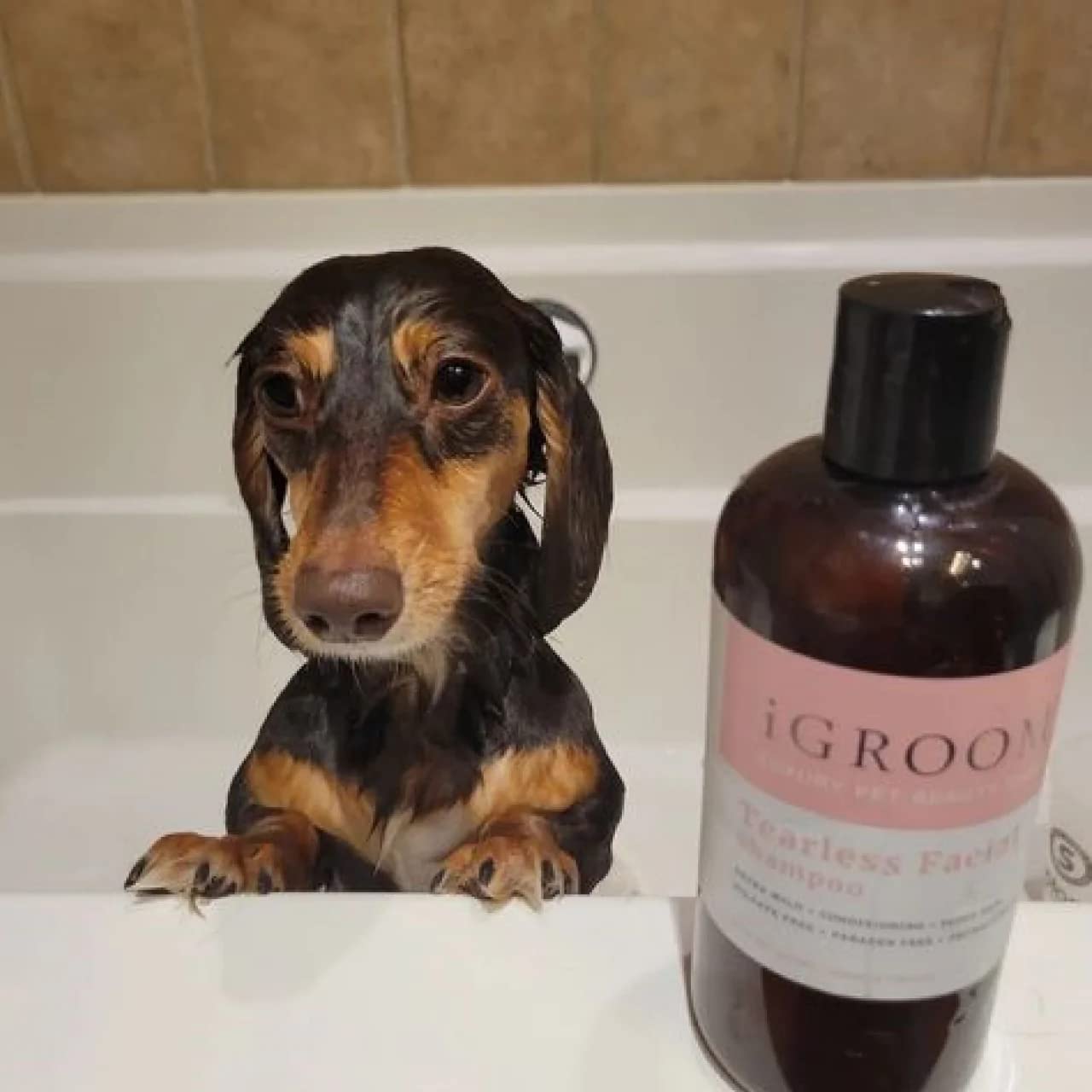 Igroom Tearless Facial Dog Shampoo, Luxury Pet Beauty Care, Ultra Mild To Eyes, Restore Skins Natural Moisture, Made In Usa, 16