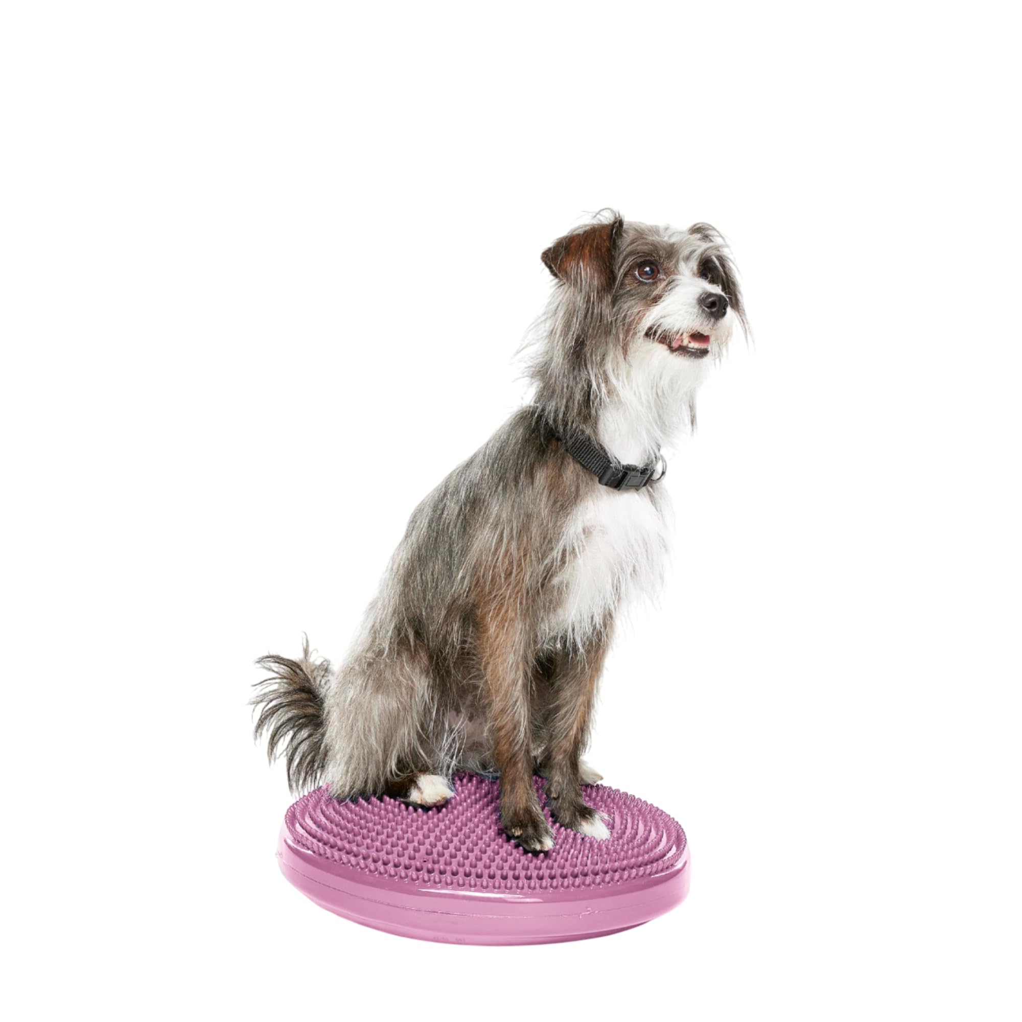 Fitpaws® Dog Balance Disc - Razzleberry, 14' | Dog Exercise Equipment | Workout Tool For Strength, Core, Stability & Rehabilitation