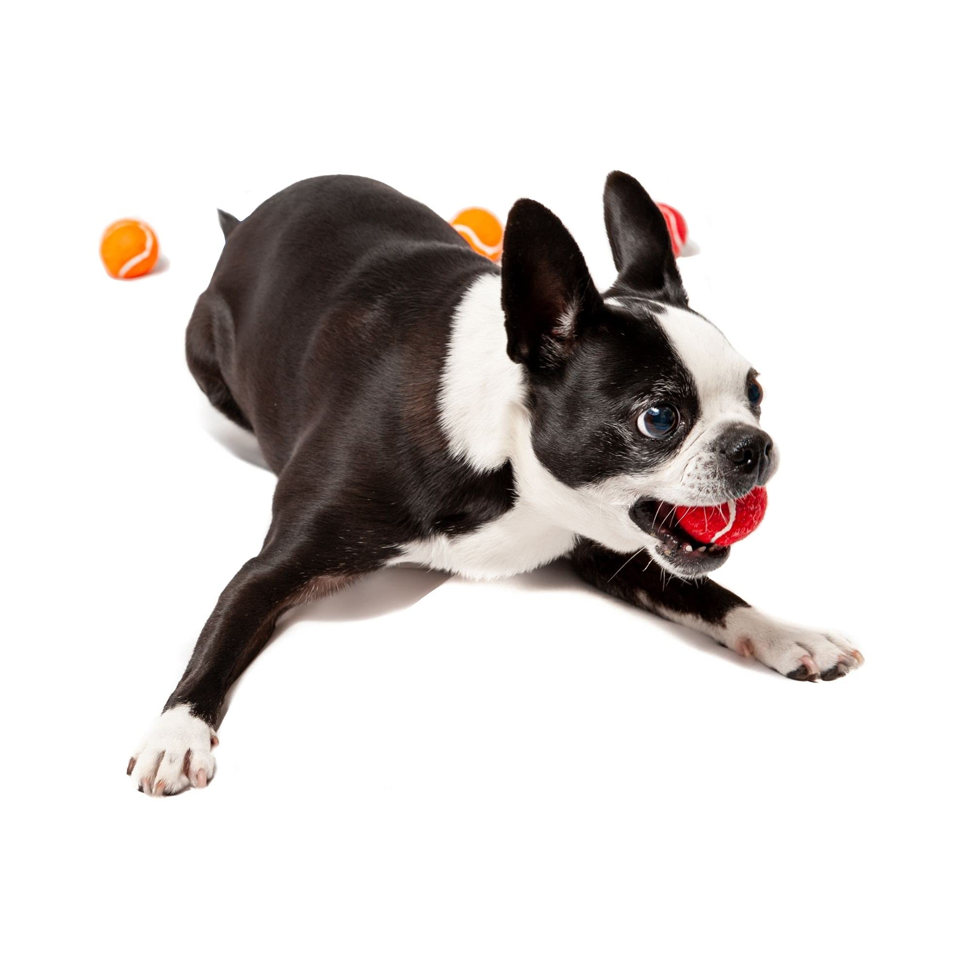 Midlee X-Small Dog Tennis Balls 1.5' Pack Of 12 (Solid, 1.5 Inch)