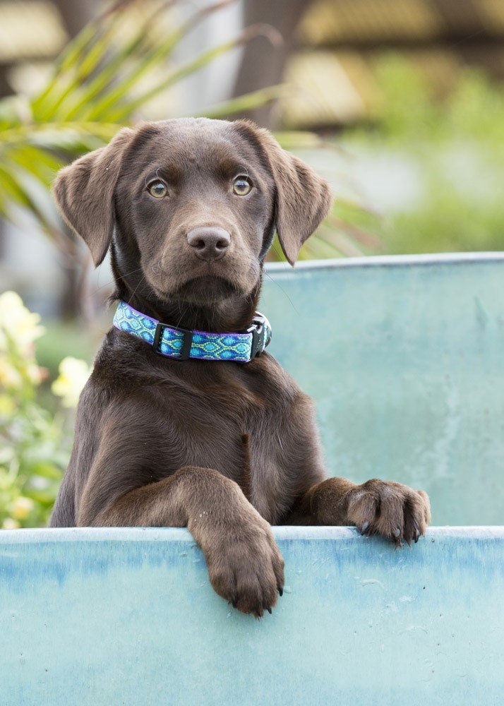 Lupinepet Originals 1/2' Rain Song 10-16' Adjustable Collar For Small Dogs