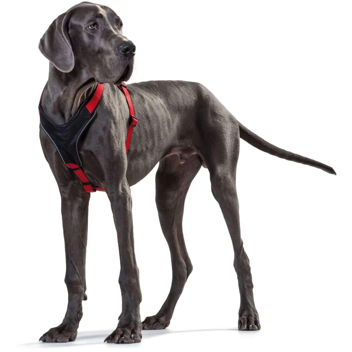 Hunter Neoprene Dog Harness, X-Small, Red/Black