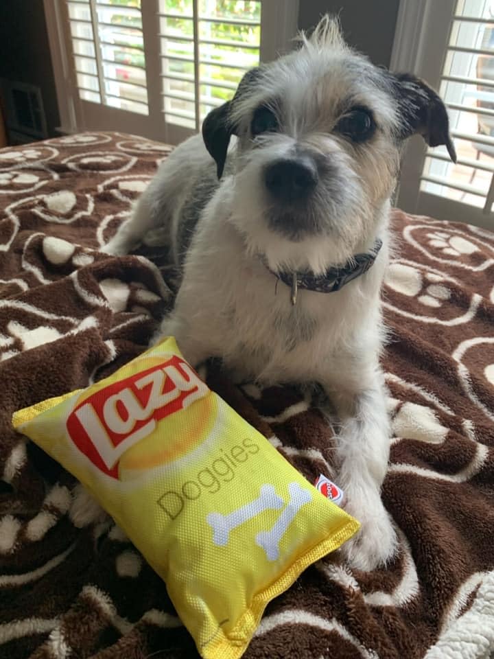 SPOT 68054443: Toy Fun Food Lazy Doggie Chips 8In