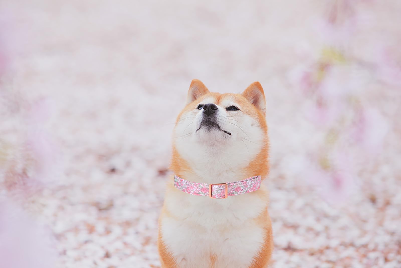 Lionet Paws Floral Dog Collar, Heavy-Duty Cute Pink Flower Collar With Metal Buckle For Male Female Puppies,Spring Pink Flower,