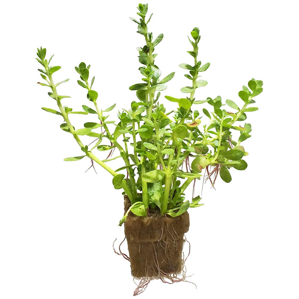 1. Bacopa Monnieri Easy Freshwater Live Aquarium Plant with Roots (7+ Stems)