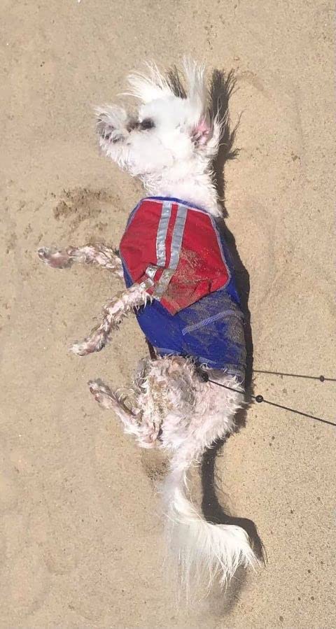 Louie De Coton Sun Shirt For Dogs & Cats | Size: Xl | Uv Protection Cooling T-Shirt For Pets | Upf50+ Max Protection From Sunbur