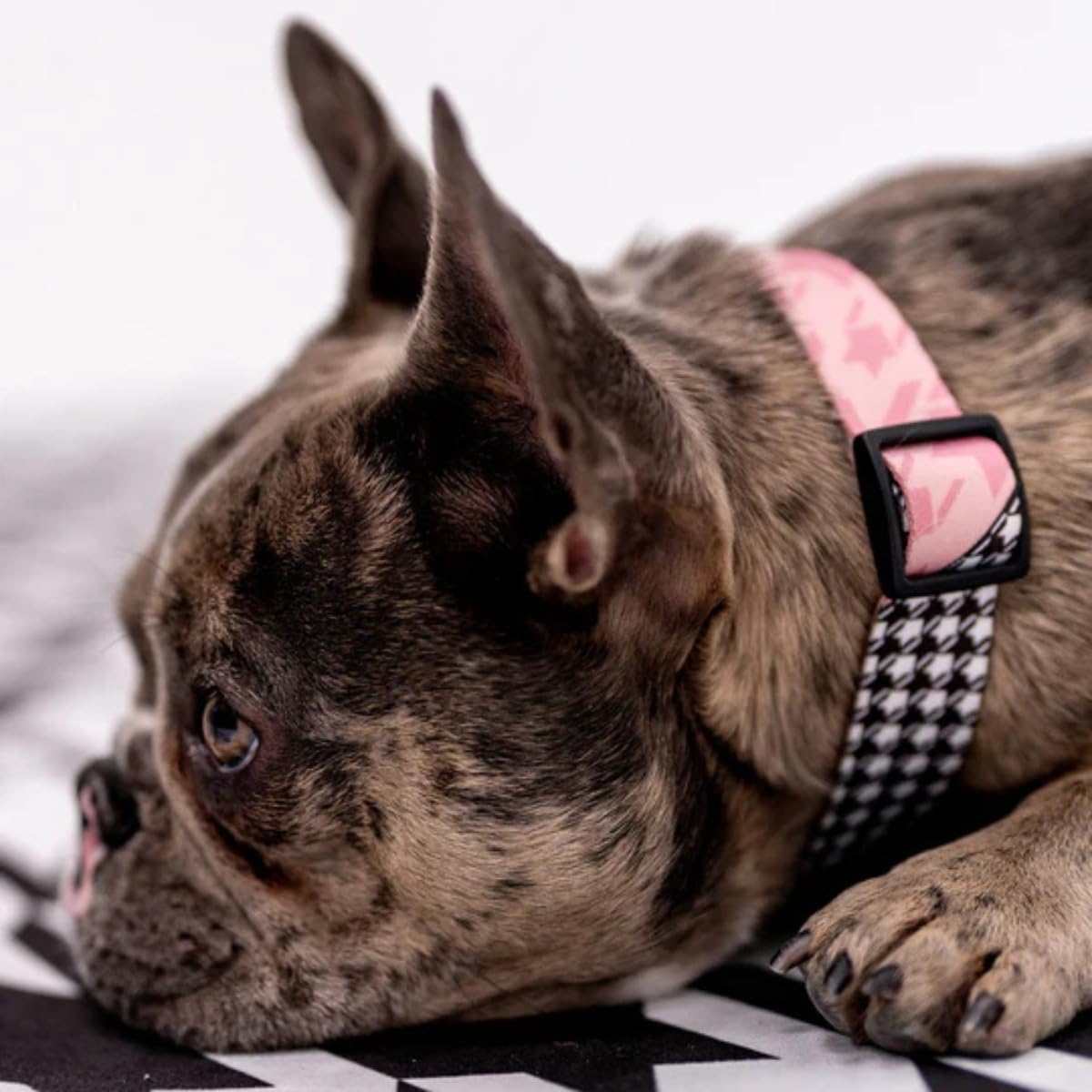 Wolfgang Heavy Duty Martingale Dog Collar With Quick Release Nylon Buckle For Walking & Training, Houndspink Print, Large