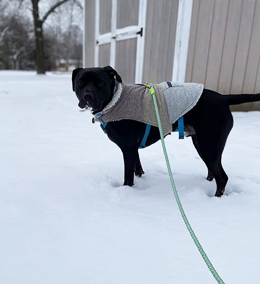 Mycicy Reflective Rope Leash Large Dog Leash Strong Braided Heavy Duty Soft Padded Handle Dog Leash For Ex-Large Large Dogs Training Walking Leads (3/4Inch- 6Ft-Green)