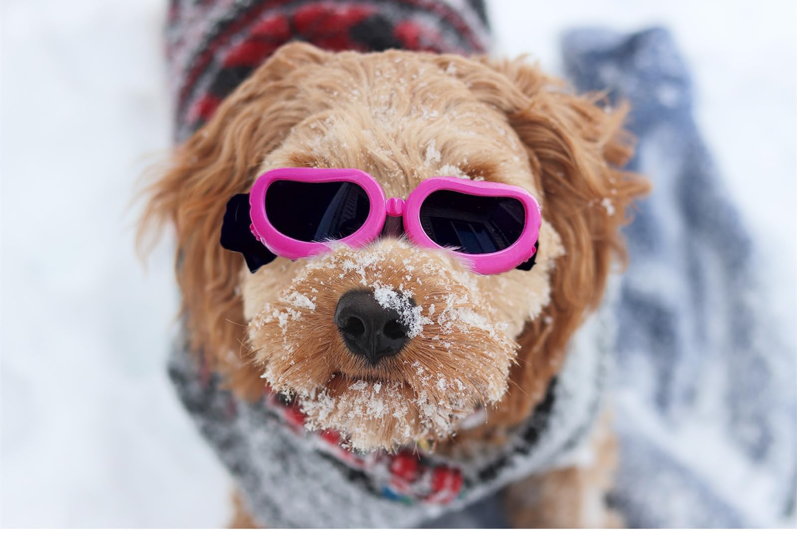 Enjoying Dog Goggles Small Breed, Uv Protection Sunglasses For Dogs Small Breed, Windproof Driving Doggy Goggles, Snow Day Dog Eye Protection, Anti-Fog Dustproof, Adjustable Straps, Pink