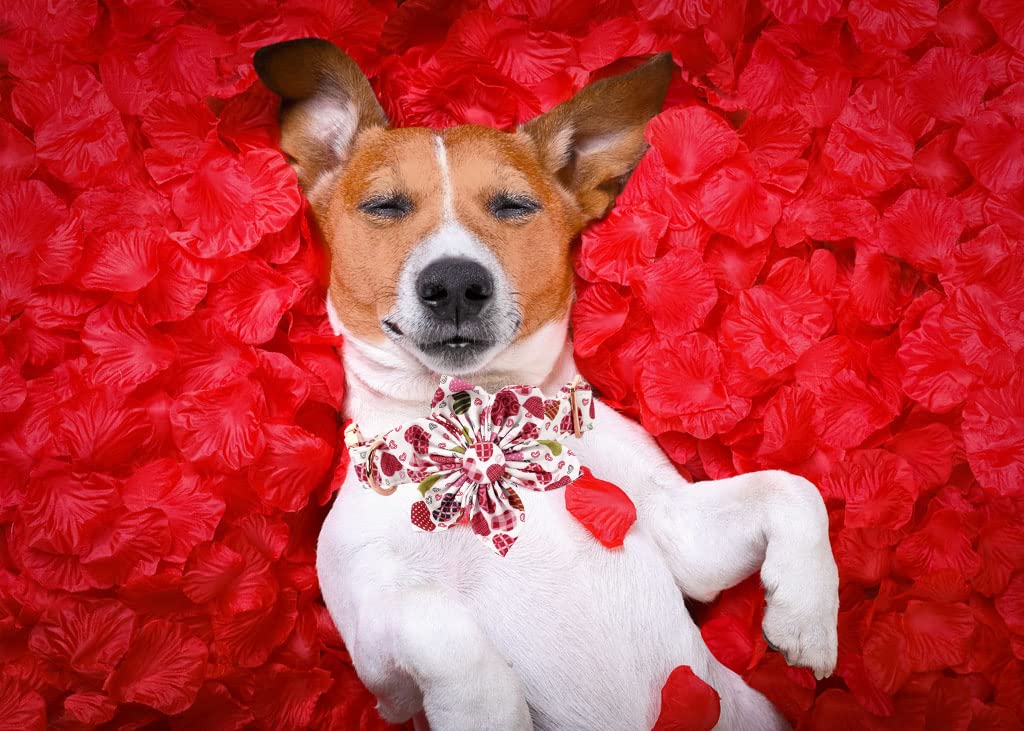 Lionheart Glory Hearts Dog Collar, Valentine'S Day Pet Collars With Flower, Cute Floral Pattern Pet Adjustable Collar For Large