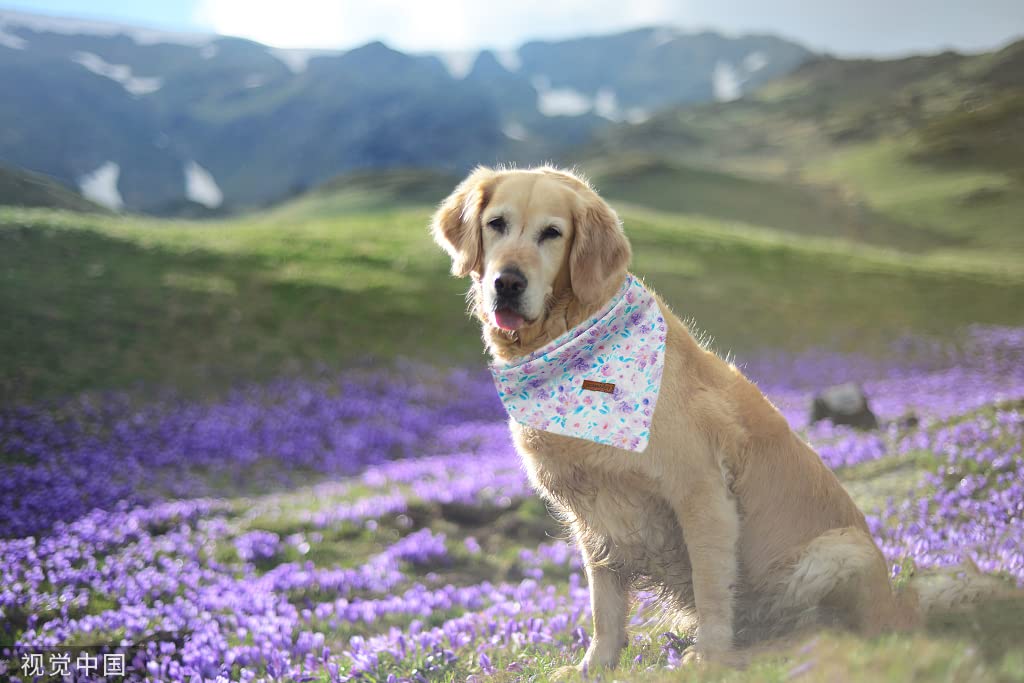 Lionheart Glory Floral Print Dog Bandana 1 Pack Washable Soft Dog Scarf, Square Adjustable Girl Dog Bandanas For Medium Large Do
