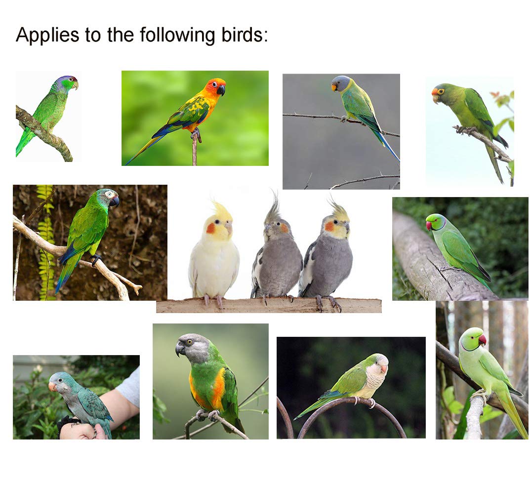 Vanfavori Adjustable Bird Harness With 80 Inch Leash, Outdoor Flying Kit Training Rope For Bird Parrots Cockatiel S Size Weight 70-120 Grams,Green