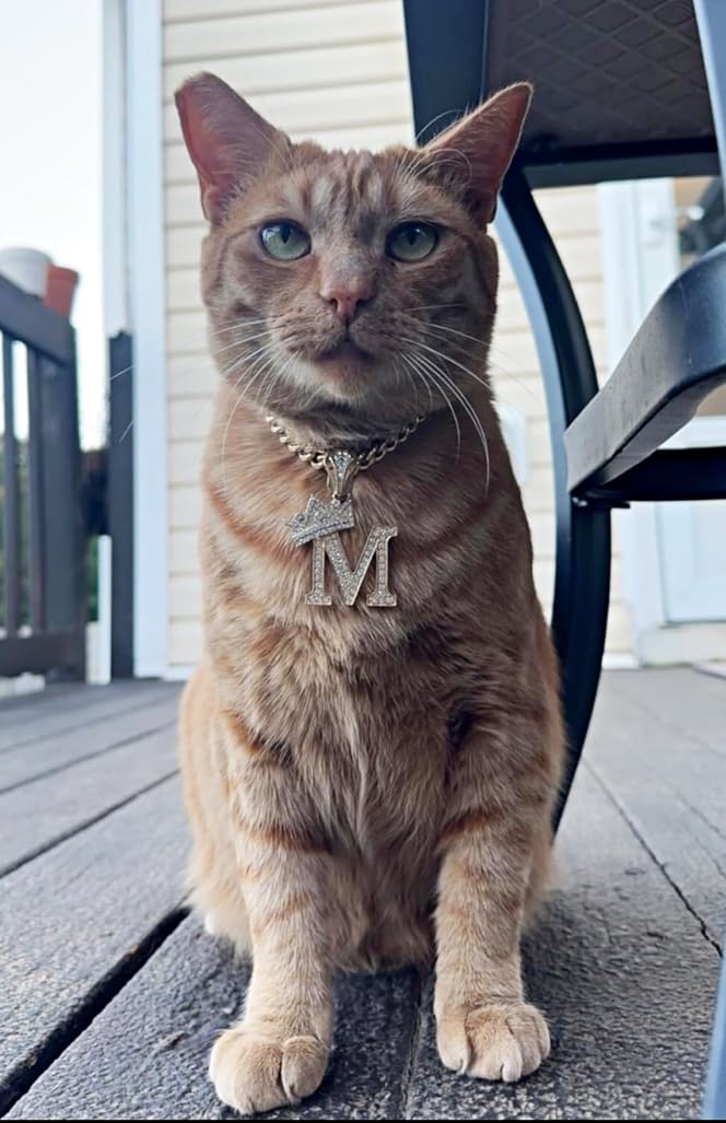 Ba Unique Fashion Initial Letter Cuban Chain Dog & Cat Chain Necklace (M, 14'')