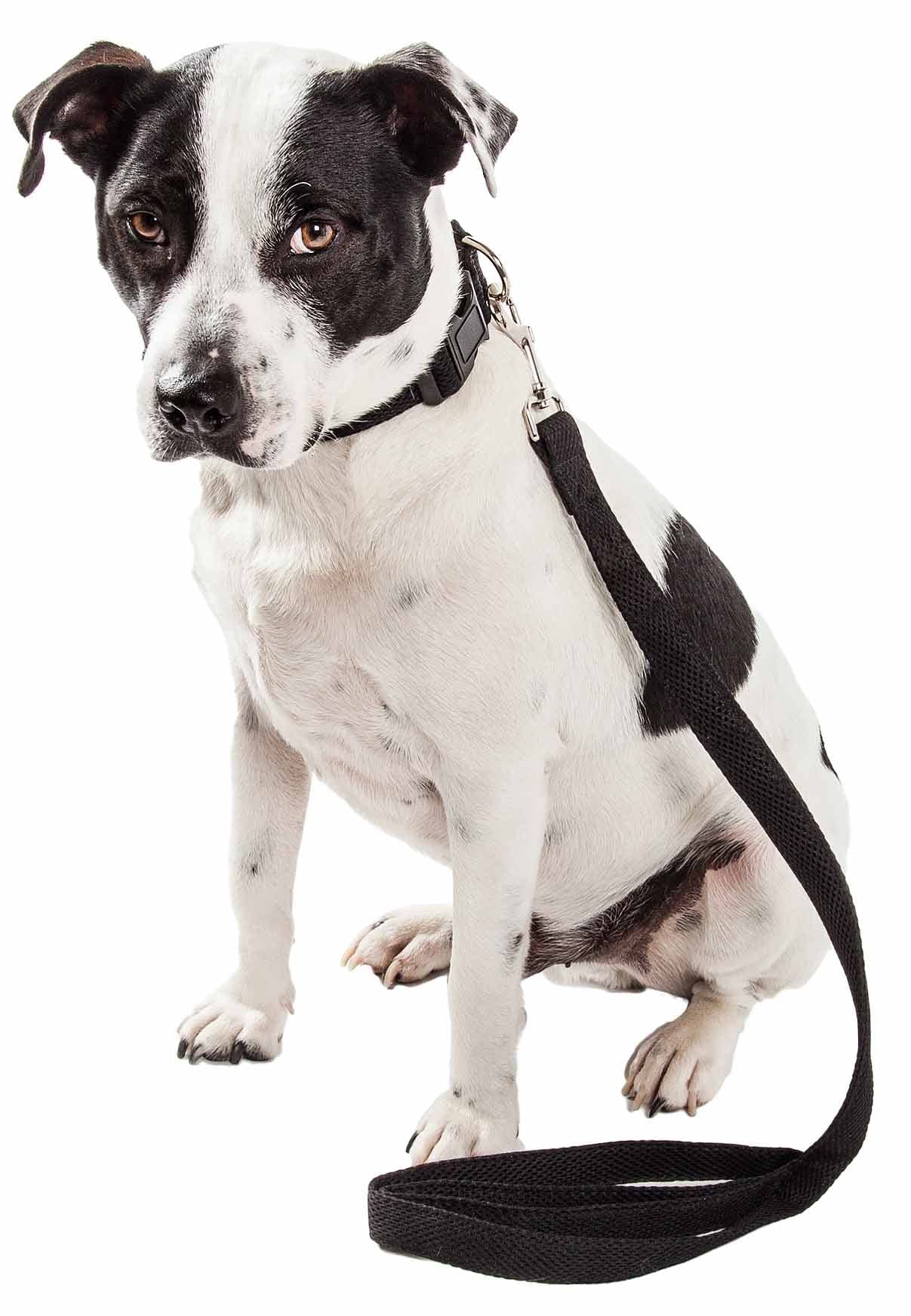 Pet Life ® 'Aero Mesh' 360 Degree Dual Sided Comfortable And Breathable Adjustable Fashion Mesh Dog Collar And Dog Leash For Small Medium And Large Dogs Black