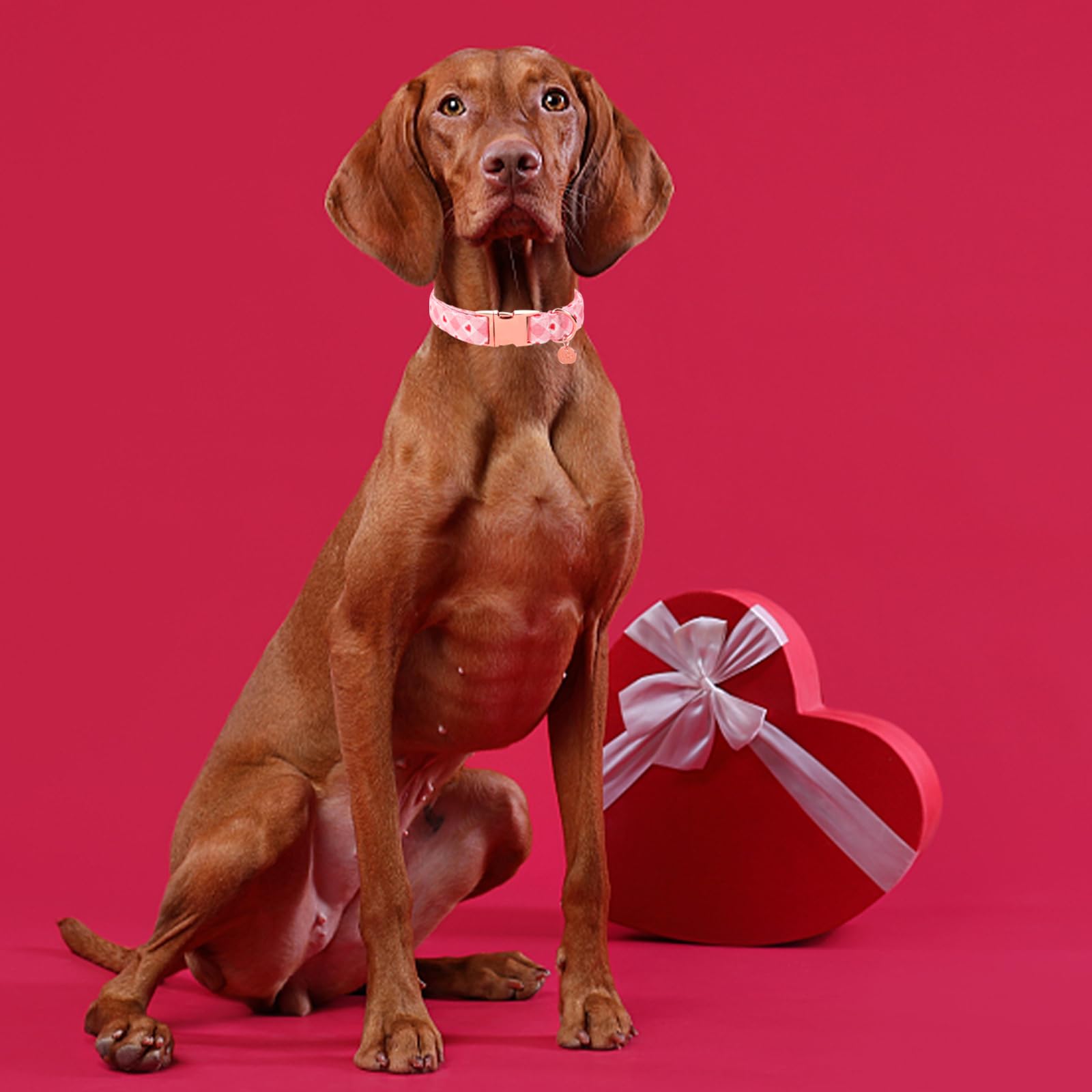 Up Urara Pup Valentine'S Dog Collar, Pink Heart, Adjustable Size, Premium Cotton, Metal Buckle, L