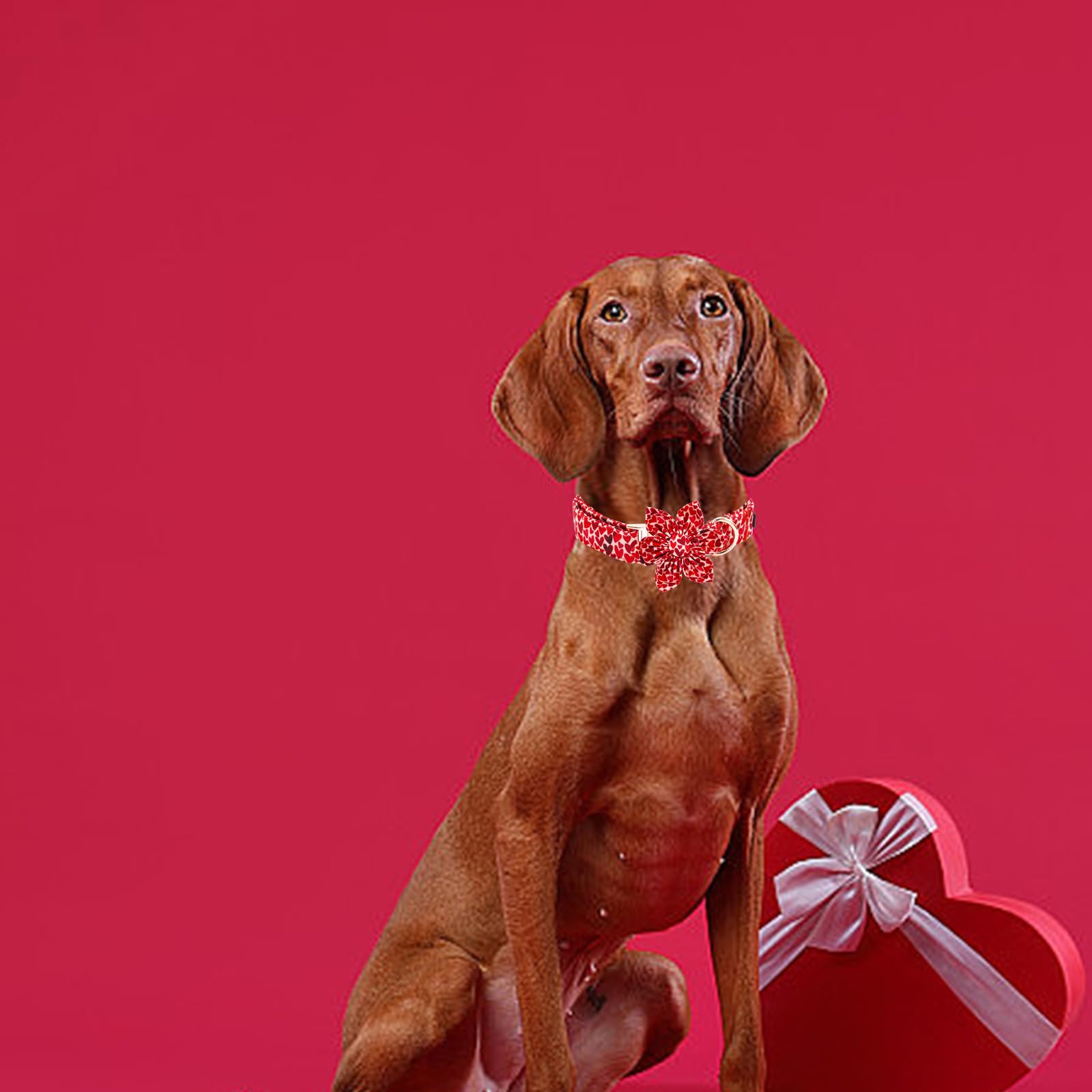 Elegant little tail Valentine's Dog Collar with Flower, Cute Heart Dog Collar for Medium Dogs Female Adjustable Cotton Pet Colla