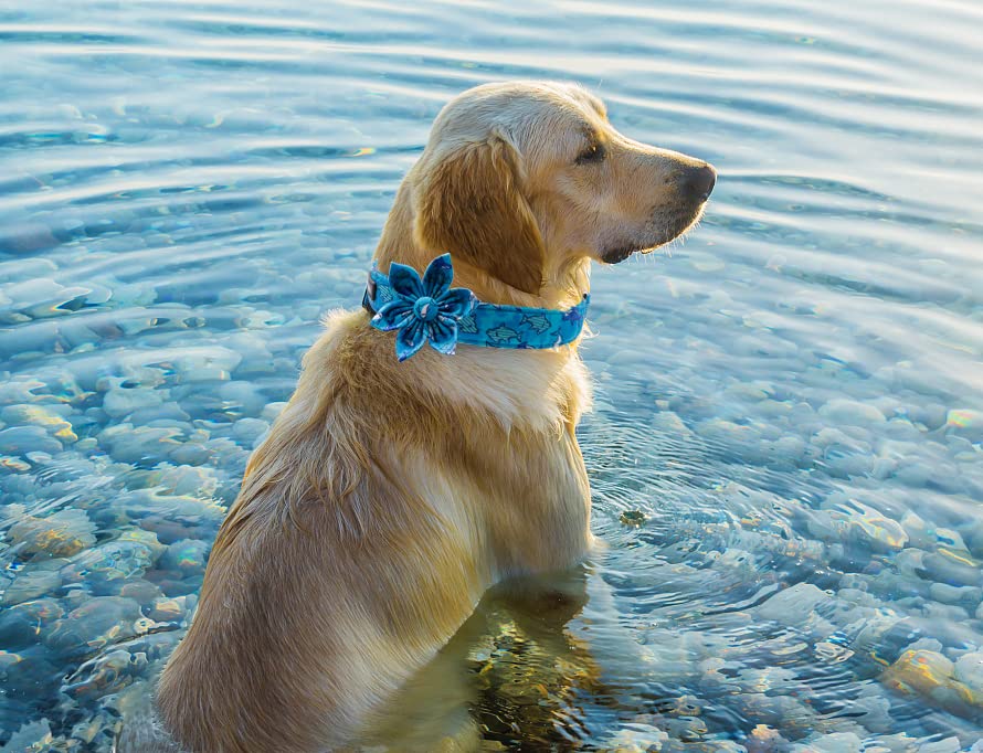 Maca Bates Flower Shark Dog Collar With Flowers For Dogs Blue Adjustable Breakaway Cute Collars Accessories Gift For Small Mediu