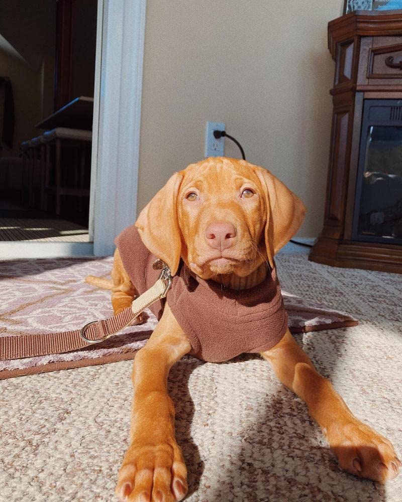 Gooby Stretch Fleece Vest Dog Sweater - Brown, 4X-Large - Warm Pullover Fleece Dog Jacket - Winter Dog Clothes For Small Dogs Boy Or Girl - Dog Sweaters For Small Dogs To Dog Sweaters For Large Dogs