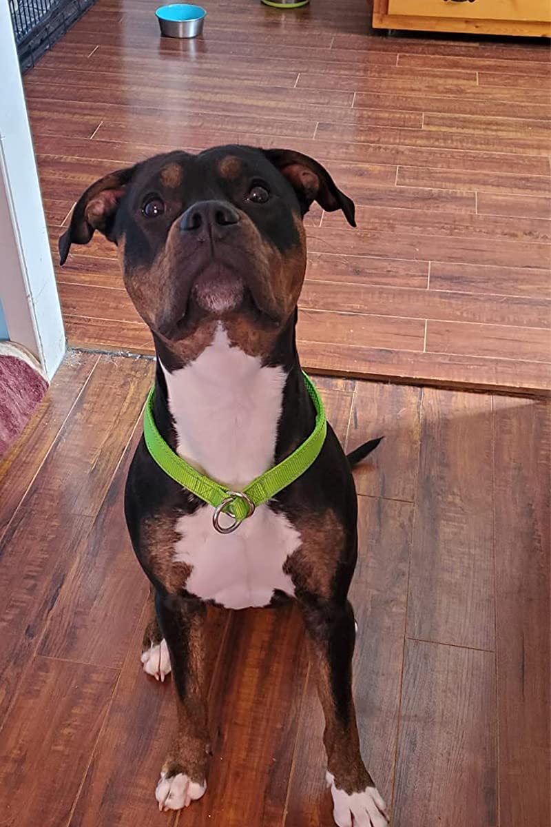 Mycicy Reflective Slip Collar, Soft Nylon Training Choke Collar For Dogs In Turquoise 22', Wide 1'