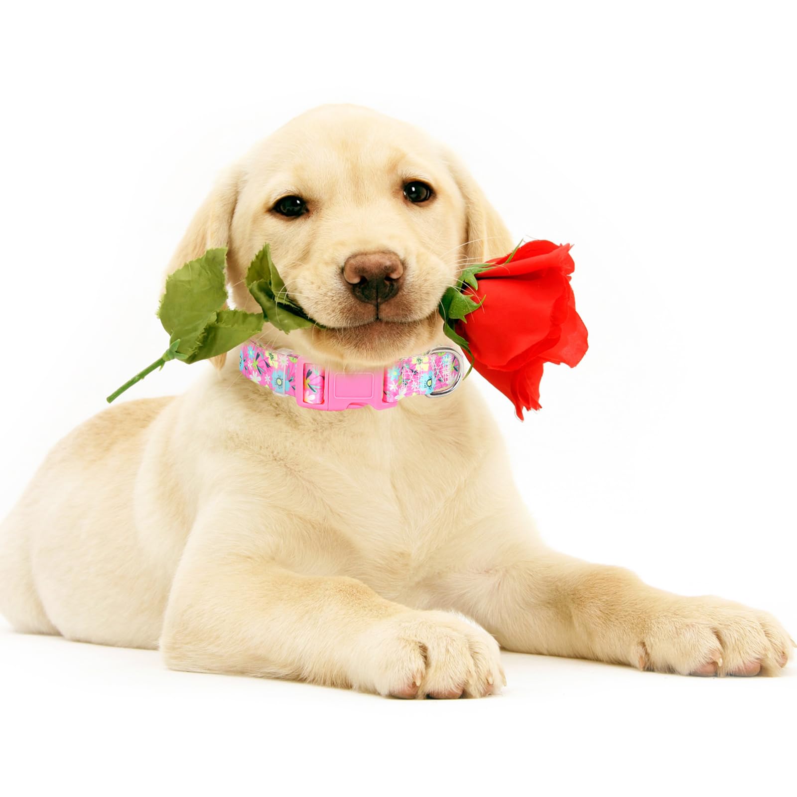 Girl Dog Collar For X-Large Dogs,Cute Pink Flowers Female Dog Collars Adjustable Soft Nylon Dog Collars For Small Medium Large X