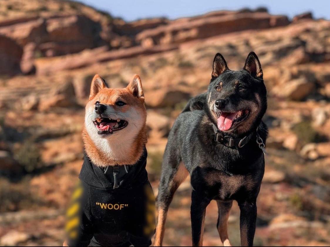 Chochocho Stylish Dog Hoodie Dog Clothes Streetwear Cotton Sweatshirt Fashion Outfit For Dogs Cats Puppy Small Medium Large (4Xl