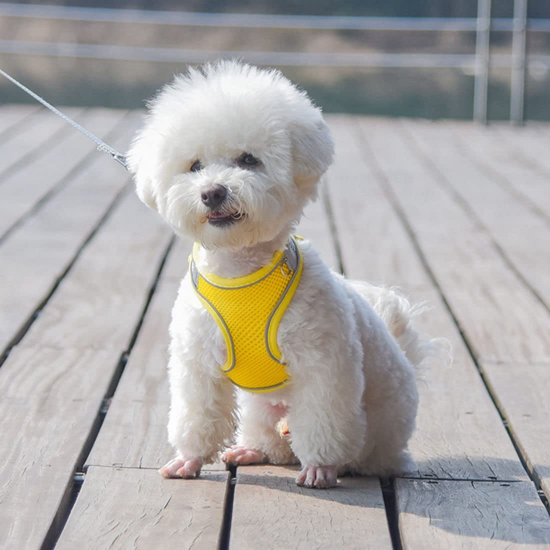 Yellow Puppy Harness And Leash, No-Pull Cat Harness For Easy Walk, Breathable Mesh Reflective Tiny Dog Vest For Xxs Xs Small Med