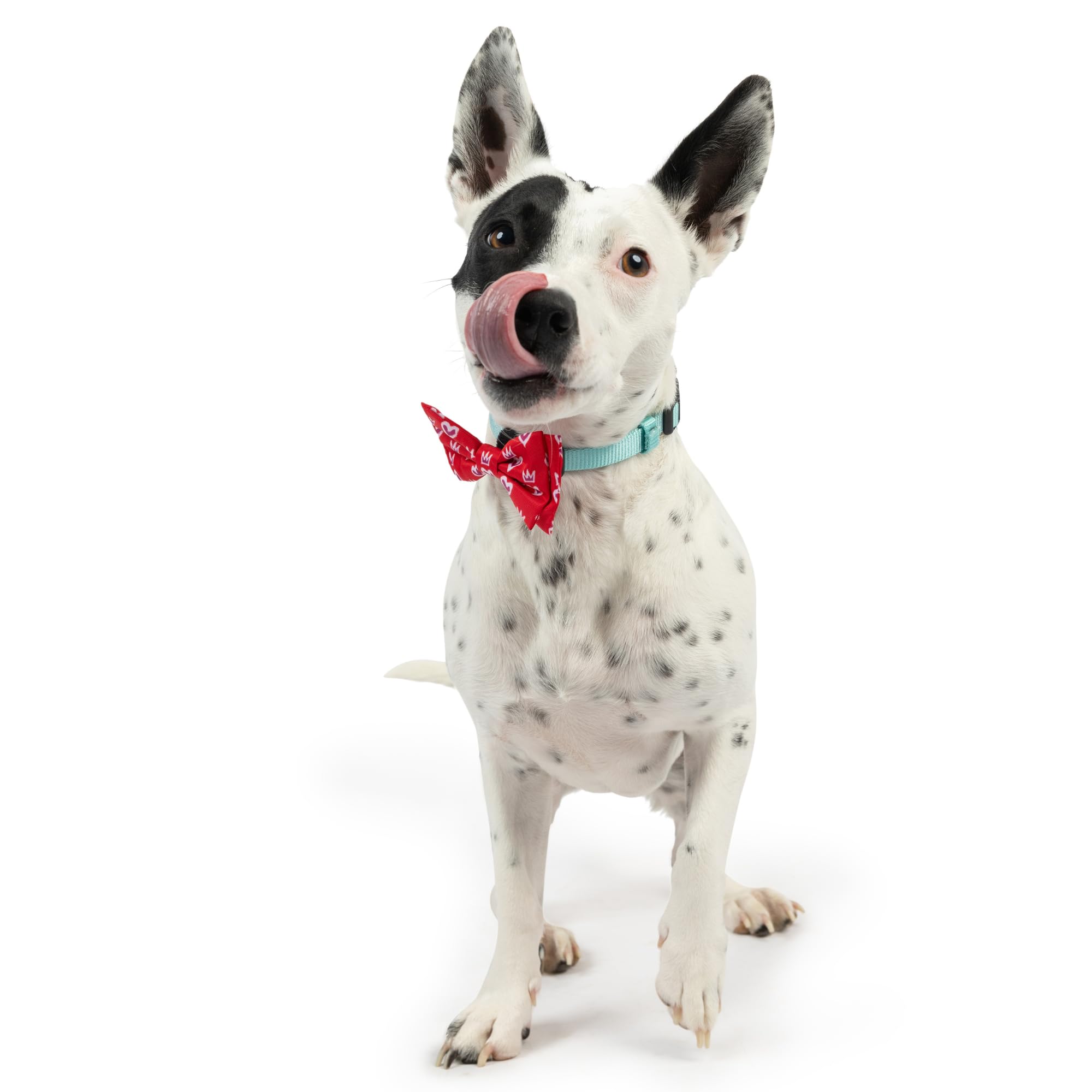 Huxley & Kent Bow Tie For Pets - King & Queen Of Hearts (Large) - Valentine'S Day Bow Tie Collar Attachment - Fun Bow Ties For D