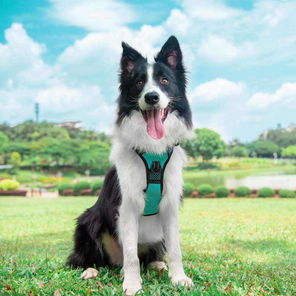 Poypet No Pull Dog Harness With 4 Snap Buckles, Reflective With Front & Back 2 Leash Hooks And An Easy Control Handle [No Need Go Over Dog’S Head](Mint Blue,L)