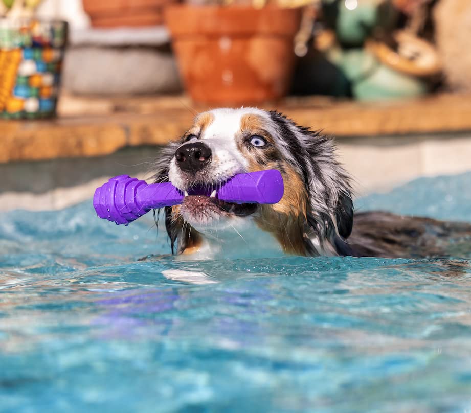 Project Hive ·Pet Company· - Calming Lavender Scented - Hive Dog Fetch Stick For Large Breeds - Dog Stick Toy - Floats In Water - Treat Dispenser Toy - Durable And Tough - Made In The Usa