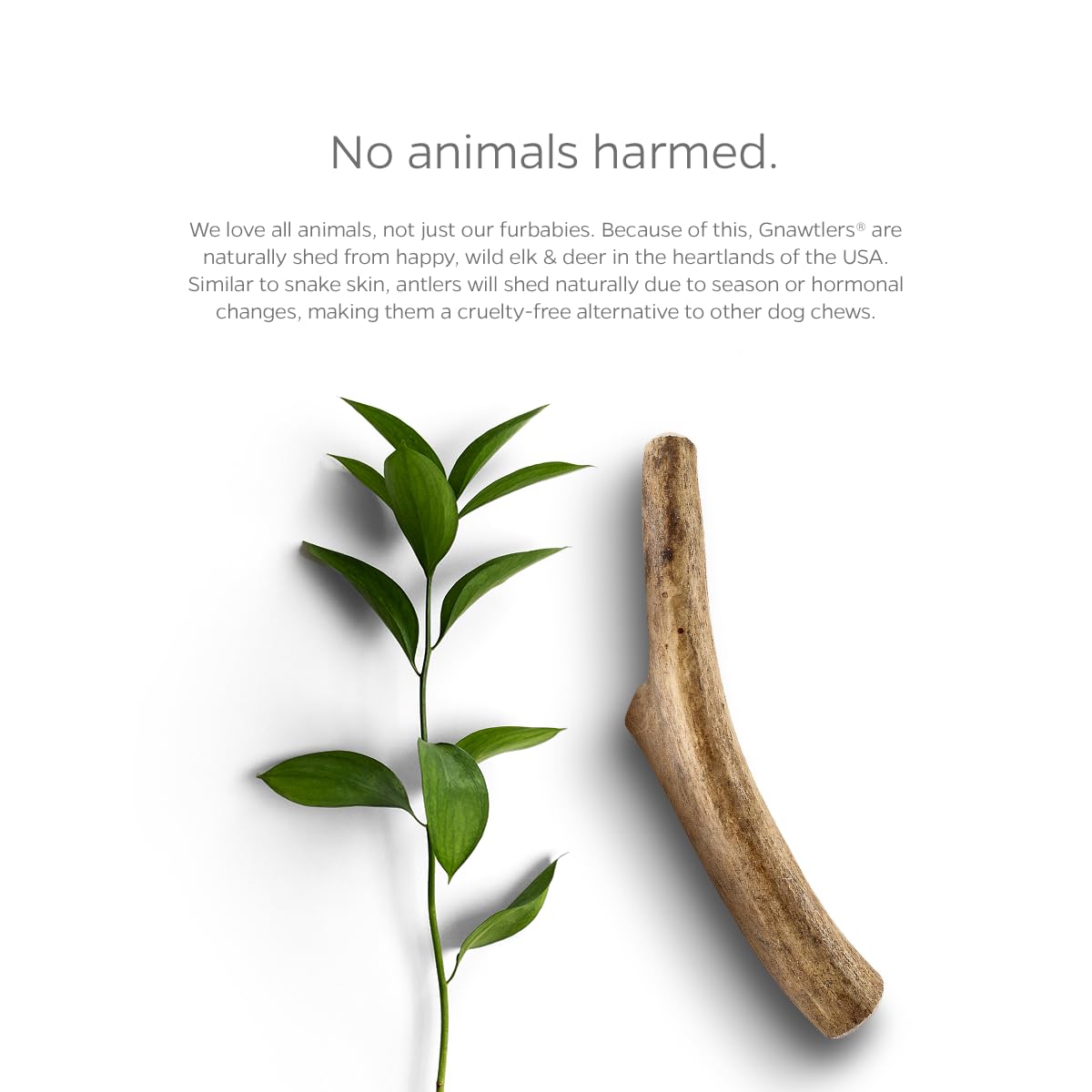 Pet Parents Gnawtlers Premium Deer Antlers for Dogs, Naturally Shed, All Natural Dog Chew, Selected from Heartland Region (Small