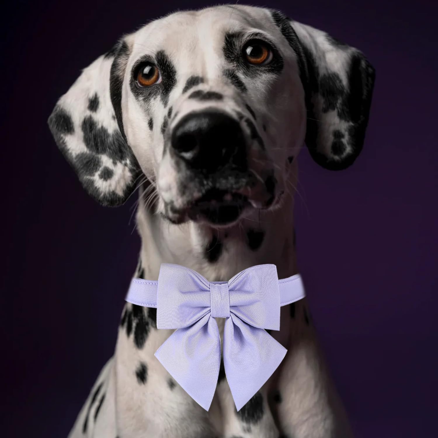 Maca Bates Dog Collar With Bow For Dogs Lavender Collars Solid Colors Sailor Bow Tie Purple Adjustable Soft Durable Breakaway Vi